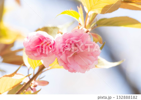 桜の花【品種:関山】 桜の花【品種:関山】 132888182