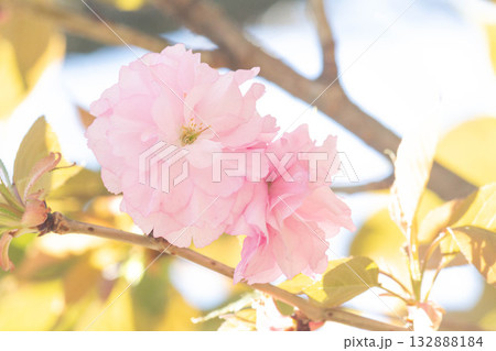 桜の花【品種：関山】 132888184