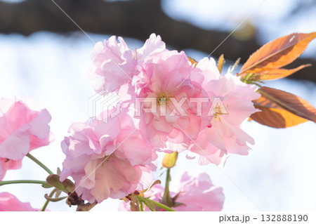 桜の花【品種:関山】 桜の花【品種:関山】 132888190