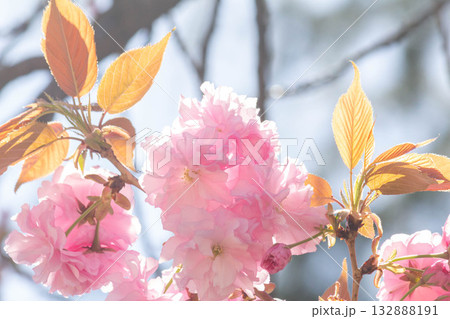桜の花【品種：関山】 132888191