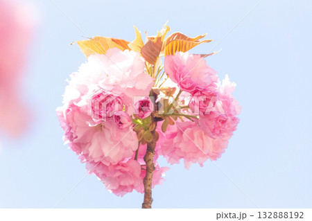 桜の花【品種：関山】 132888192