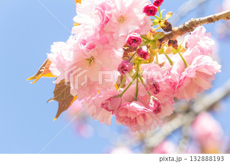 桜の花【品種：関山】 132888193