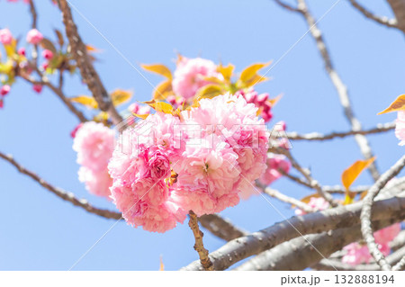 桜の花【品種：関山】 132888194