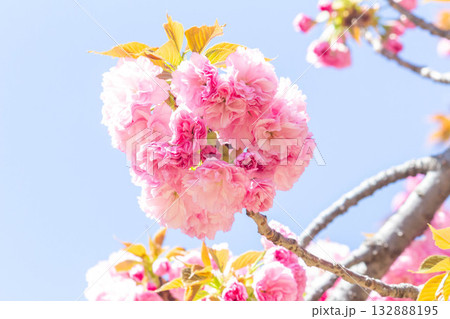 桜の花【品種:関山】 桜の花【品種:関山】 132888195