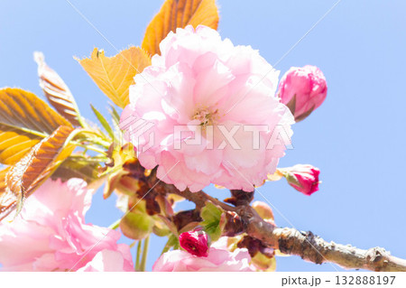 桜の花【品種：関山】 132888197