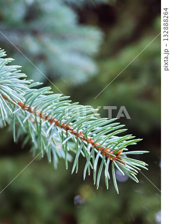 Christmas photo made of fir branches, Christmas background for the holiday 132888264