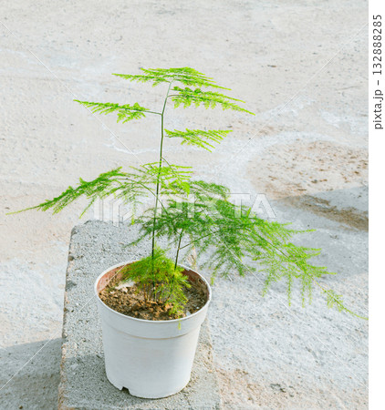 Asparagus houseplant in a white pot 132888285