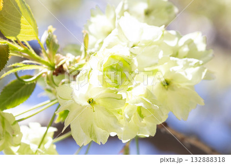 桜の花【品種:鬱金】 桜の花【品種:鬱金】 132888318