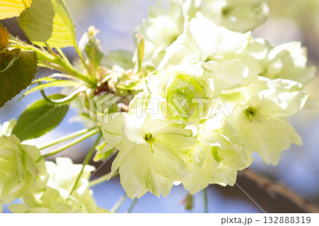 桜の花【品種：鬱金】 132888319