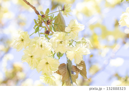 桜の花【品種：鬱金】 132888323