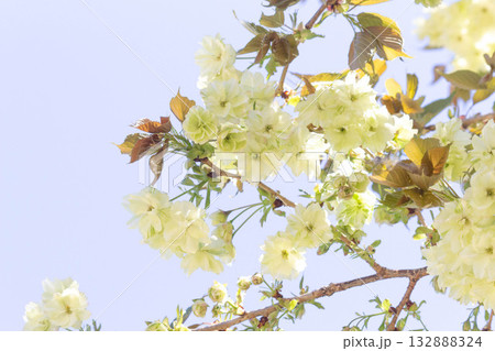 桜の花【品種:鬱金】 桜の花【品種:鬱金】 132888324