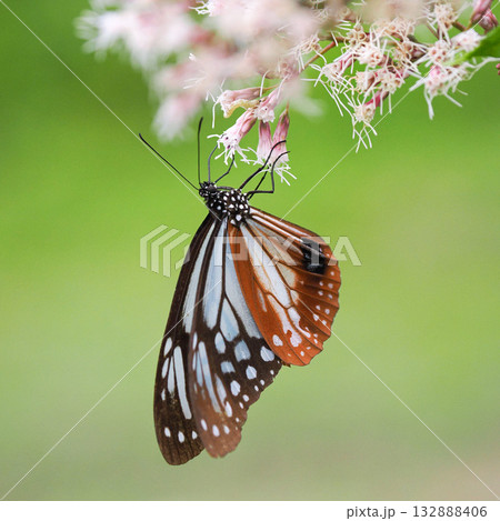 フジバカマの蜜を吸うアサギマダラ フジバカマの蜜を吸うアサギマダラ 132888406