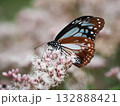 フジバカマの蜜を吸うアサギマダラ 132888421