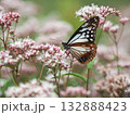 フジバカマの蜜を吸うアサギマダラ 132888423