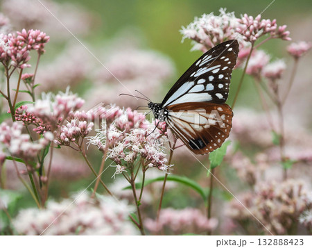 フジバカマの蜜を吸うアサギマダラ フジバカマの蜜を吸うアサギマダラ 132888423