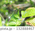葉にとまるオオサカサナエ 132888467