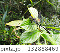 葉にとまるオオサカサナエ 132888469