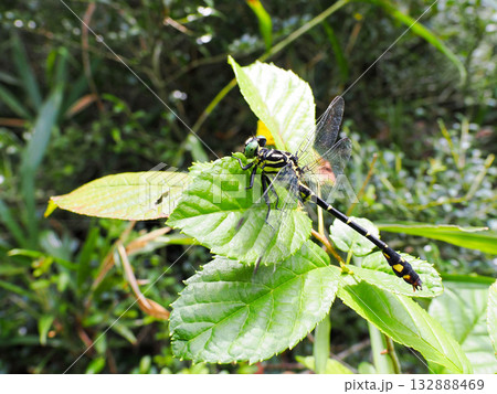 葉にとまるオオサカサナエ 132888469