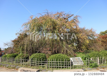 紅葉の始まった京都円山公園 紅葉の始まった京都円山公園 132888484