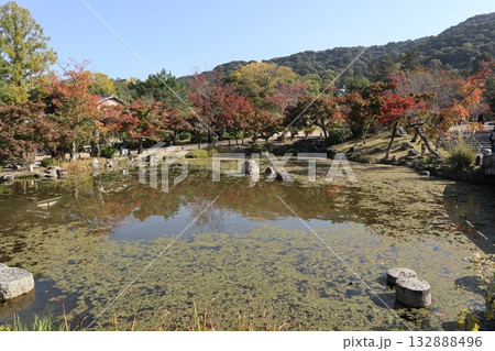 紅葉の始まった京都円山公園 132888496