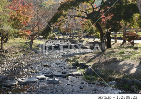 紅葉の始まった京都円山公園 紅葉の始まった京都円山公園 132888522