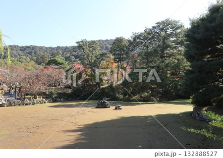 紅葉の始まった京都円山公園 紅葉の始まった京都円山公園 132888527