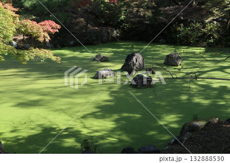 紅葉の始まった京都円山公園 紅葉の始まった京都円山公園 132888530