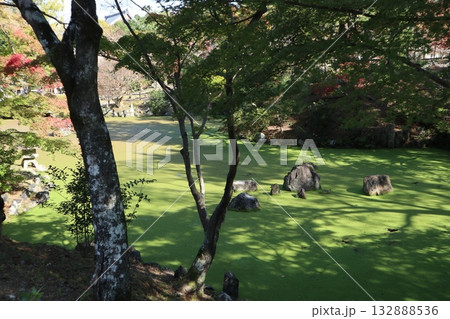 紅葉の始まった京都円山公園 紅葉の始まった京都円山公園 132888536