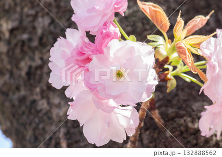 桜の花【品種:江戸】 桜の花【品種:江戸】 132888562