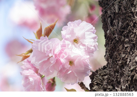 桜の花【品種：江戸】 132888563
