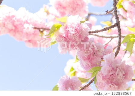 桜の花【品種：江戸】 132888567