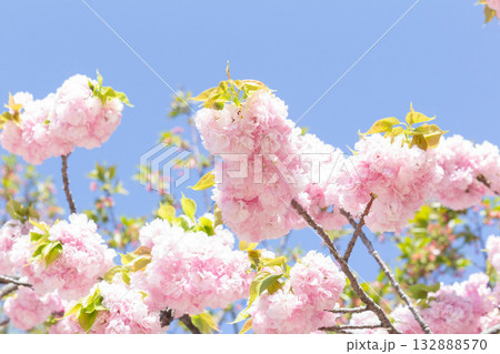 桜の花【品種：江戸】 132888570