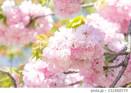 桜の花【品種：江戸】 132888574