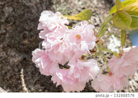 桜の花【品種：江戸】 132888576