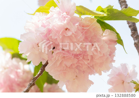 桜の花【品種:江戸】 桜の花【品種:江戸】 132888580