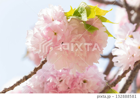 桜の花【品種:江戸】 桜の花【品種:江戸】 132888581
