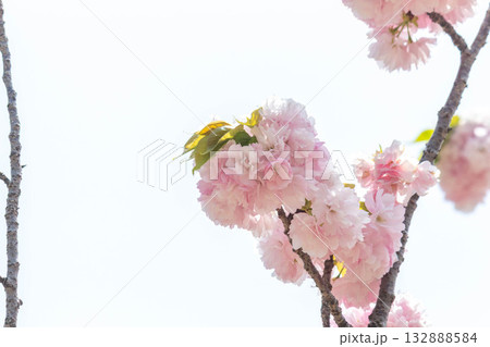 桜の花【品種:江戸】 桜の花【品種:江戸】 132888584