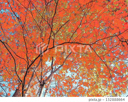 空いっぱいに広がる紅葉(afr20251108084556) 空いっぱいに広がる紅葉(afr20251108084556) 132888664