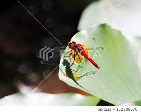 葉にとまるネキトンボ 132888670