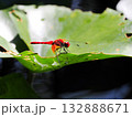 睡蓮の葉にとまるネキトンボ 132888671