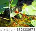 水辺を飛ぶネキトンボのペア 132888673
