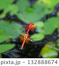 水辺を飛ぶネキトンボのペア 132888674