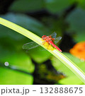 葉にとまるネキトンボ 132888675