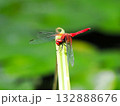葉にとまるネキトンボ 132888676