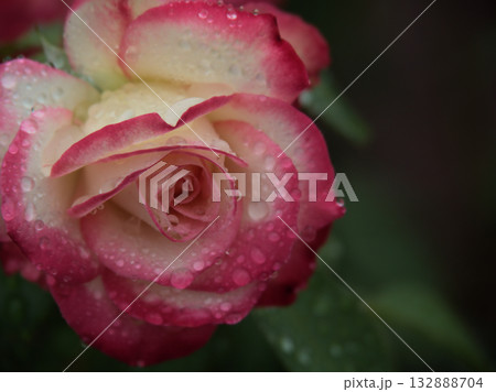 雨の降る10月に美しく咲いた赤いバラの花「ジュビレ･デュ･プリンス･ドゥ･モナコ」 132888704