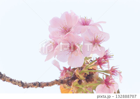 桜の花【品種:長州緋桜】 桜の花【品種:長州緋桜】 132888707