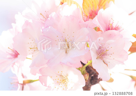 桜の花【品種：長州緋桜】 132888708