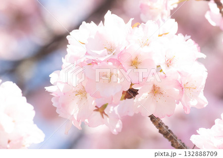 桜の花【品種：長州緋桜】 132888709