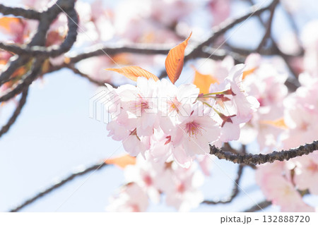 桜の花【品種:長州緋桜】 桜の花【品種:長州緋桜】 132888720