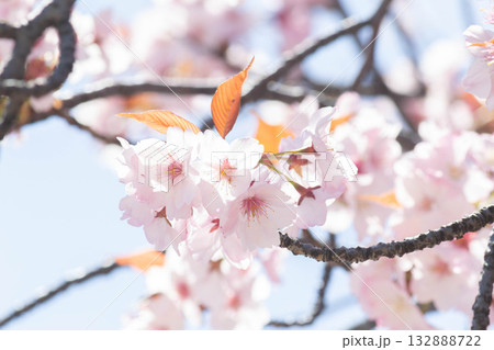 桜の花【品種:長州緋桜】 桜の花【品種:長州緋桜】 132888722